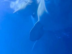 广州一15岁白鲸顺利分娩 女宝身长175厘米创纪录【快讯】