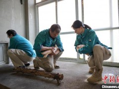 【热搜】16只朱鹮回到北京动物园 助力种群繁育