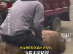 年猪没按住 男子骑猪狂飙几十米 村民笑翻天【热搜】